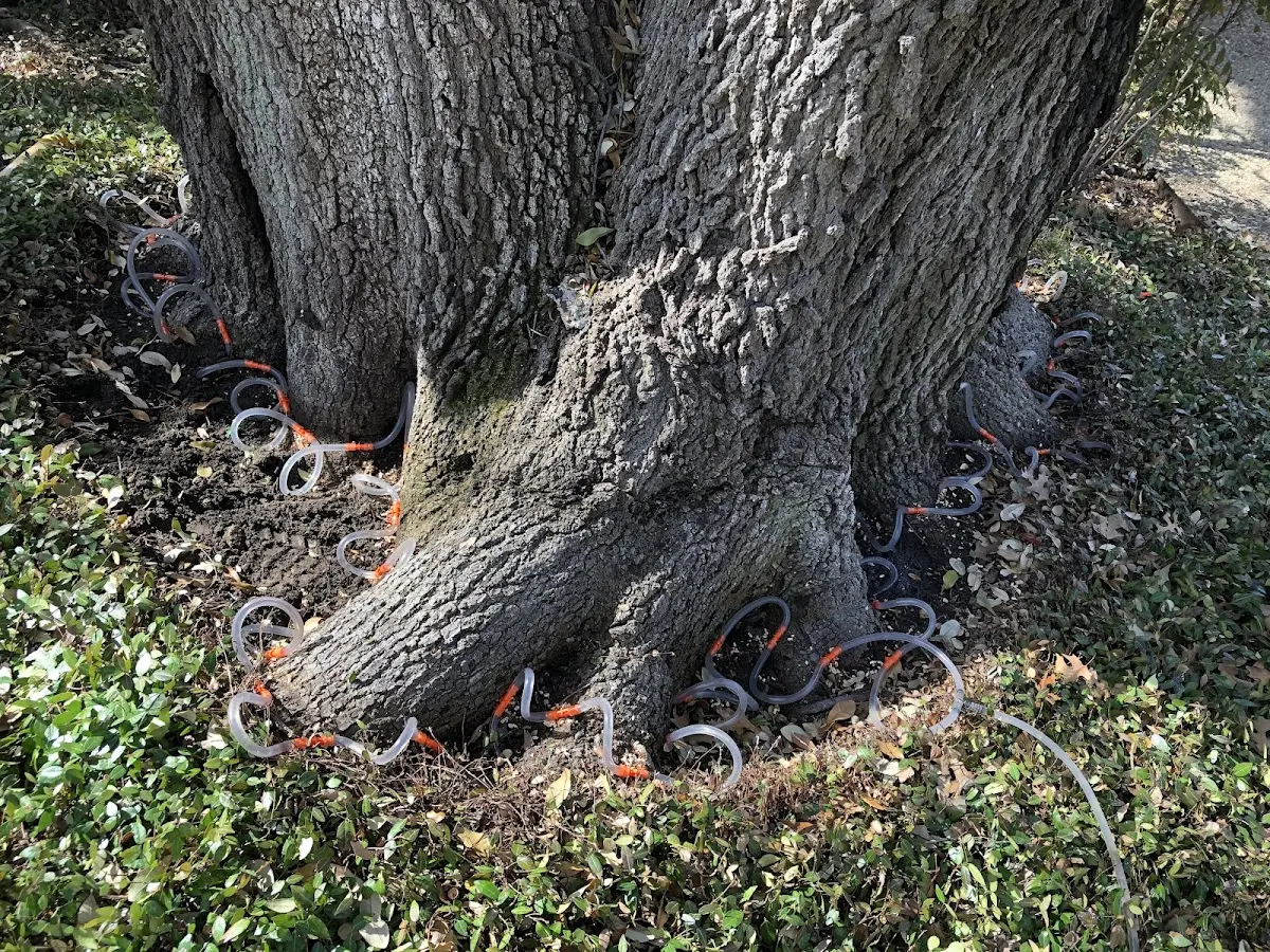 Detailed Shrub and Hedge Trimming job site in Gaines