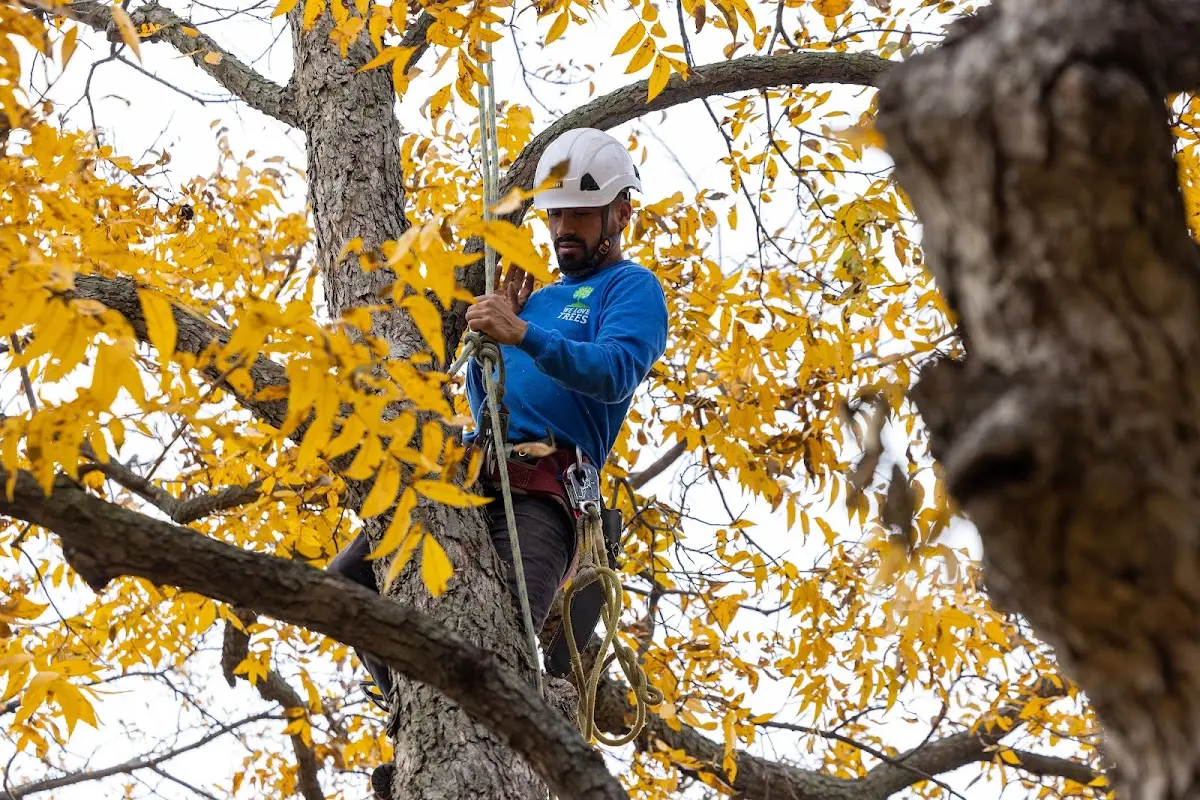 Skilled Storm Damage Cleanup crew working in Gaines