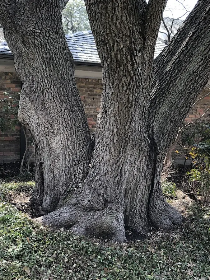 Mature heritage tree close to a Gaines property cared for by certified arborists